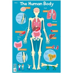 Collins Children’s Poster - Human Body